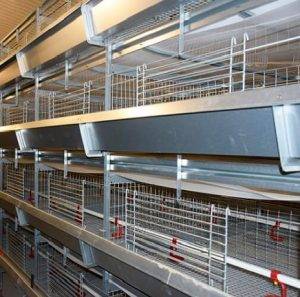 H Type Poultry Pullet Cage