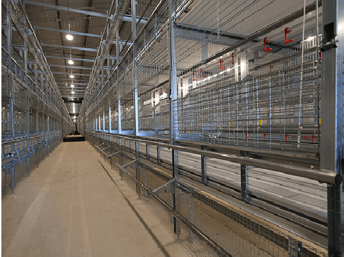 Aviary Pullet Rearing system